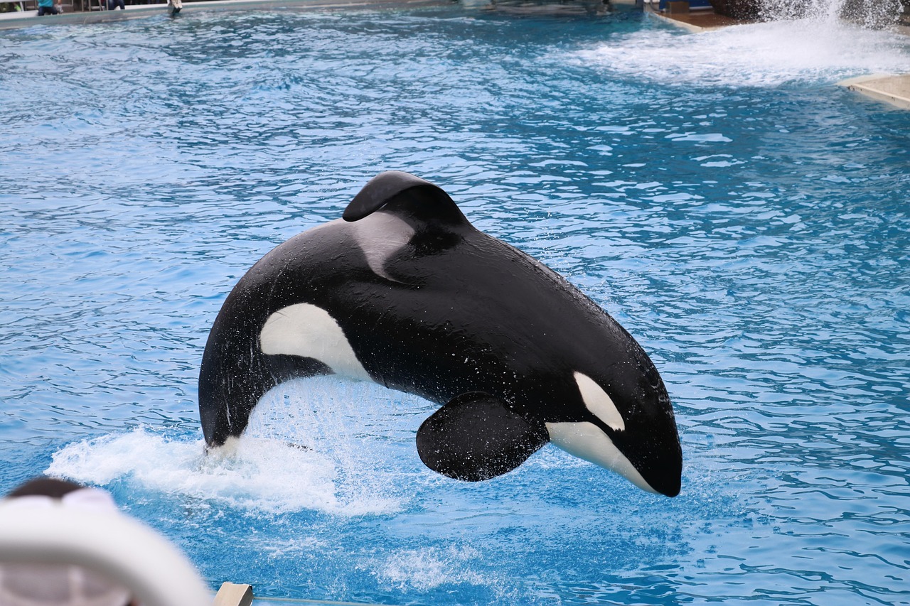 orca 3