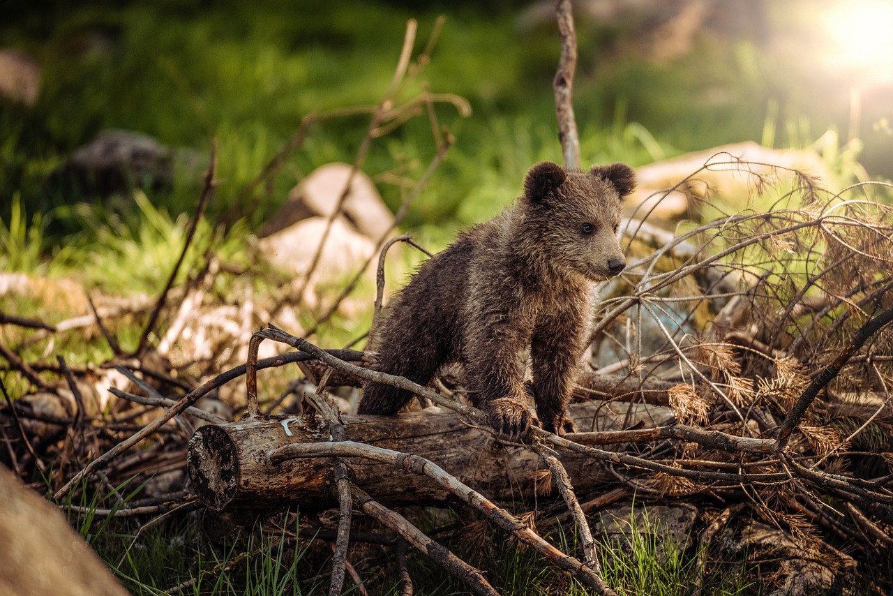 orso 2