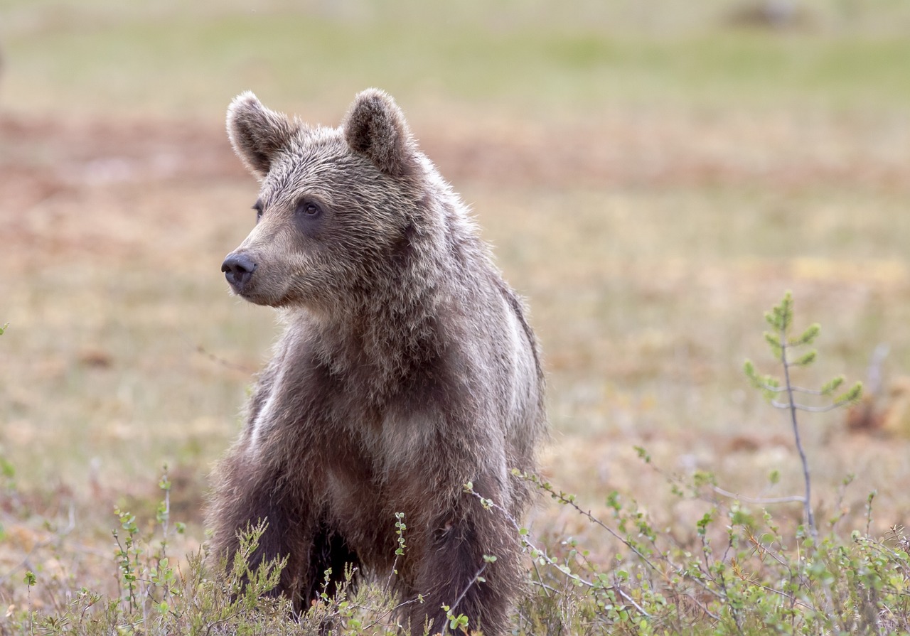 orso 3
