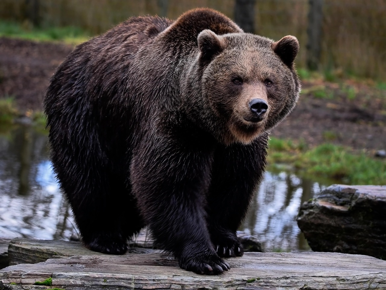 orso bruno 2