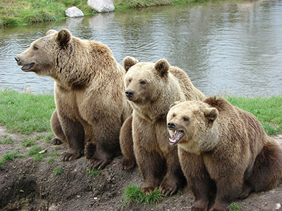 orso bruno
