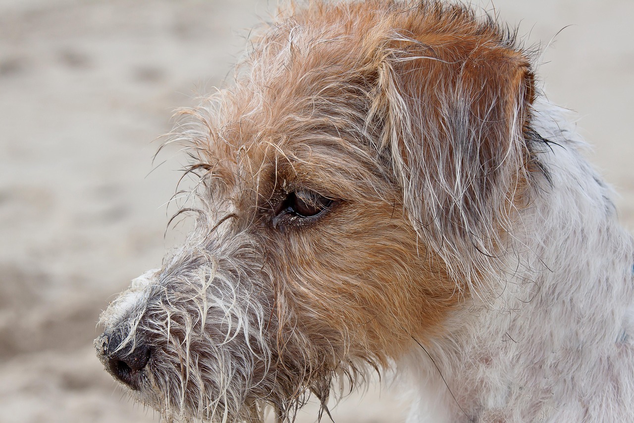 parson russel terrier 2