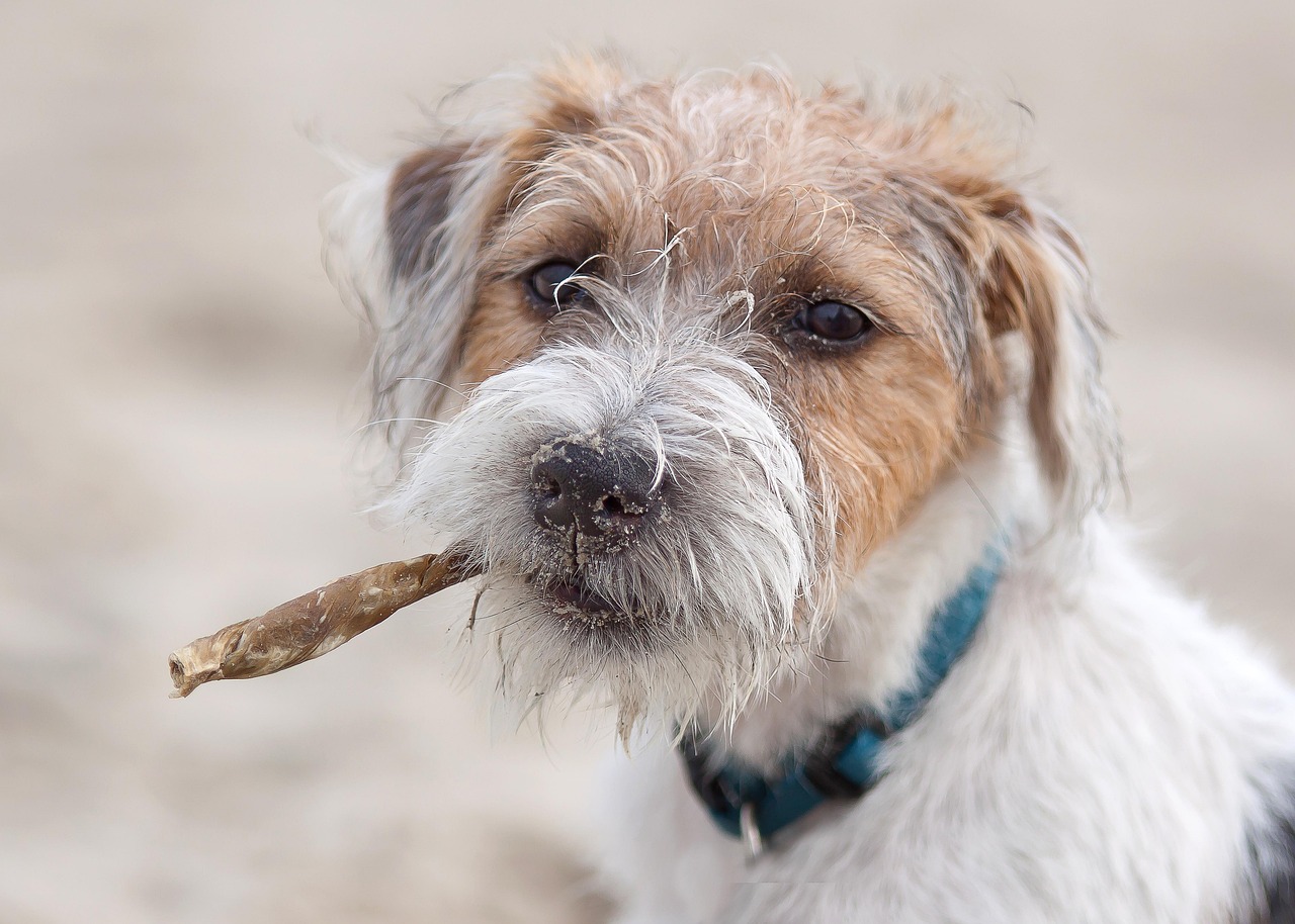 parson russel terrier
