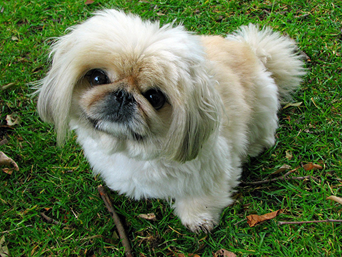 pechinese 2