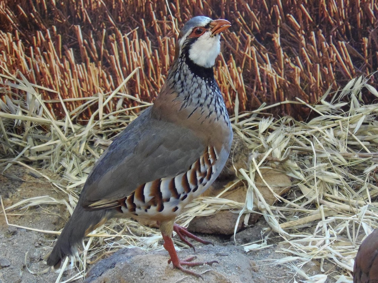 pernice rossa