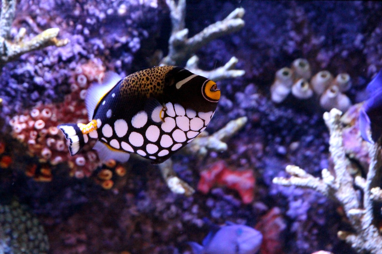pesce balestra 2