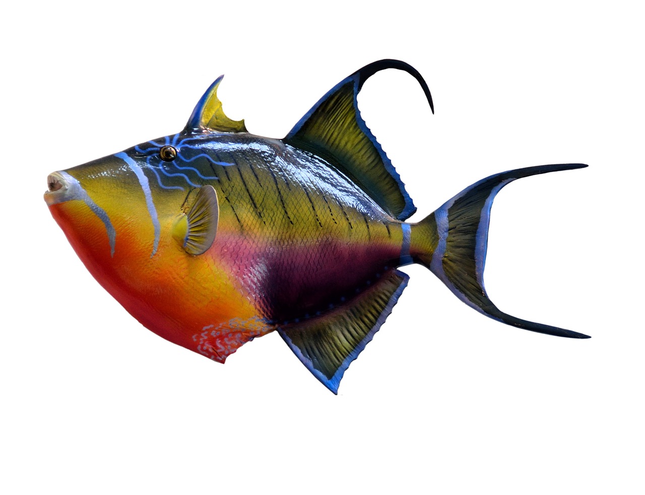 pesce balestra