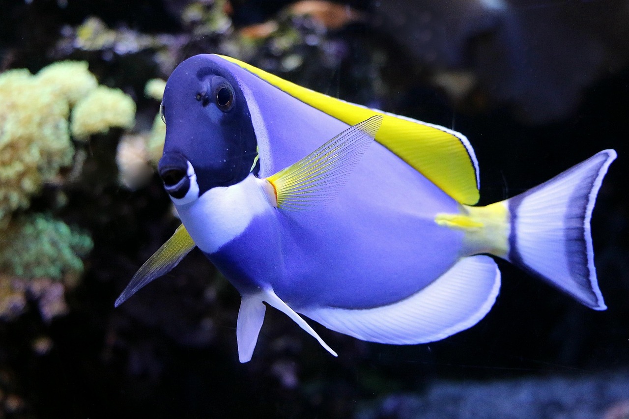 pesce chirurgo 2