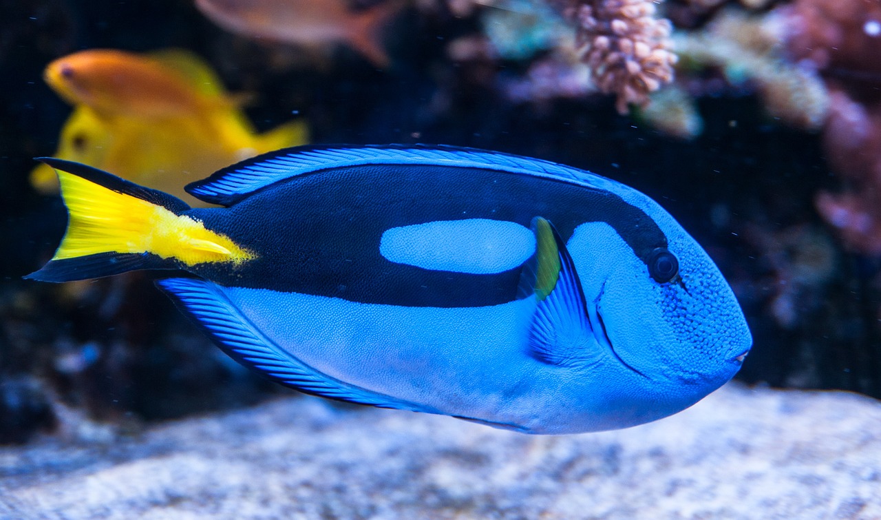 pesce chirurgo 3