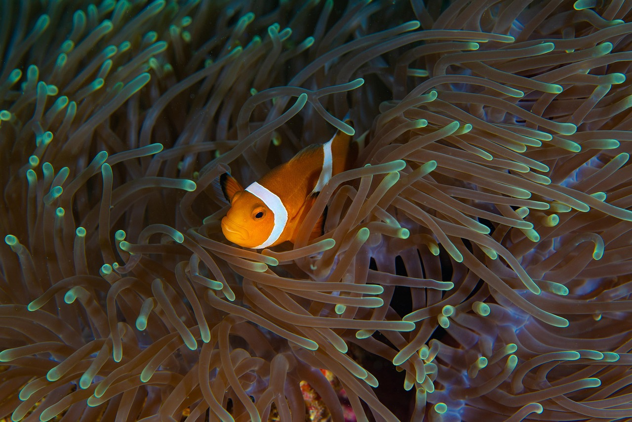 pesce pagliaccio 2