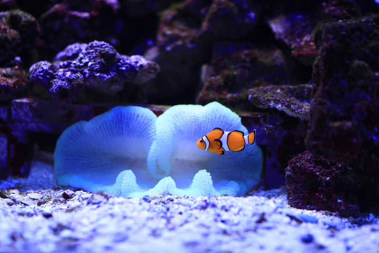 pesce pagliaccio 3