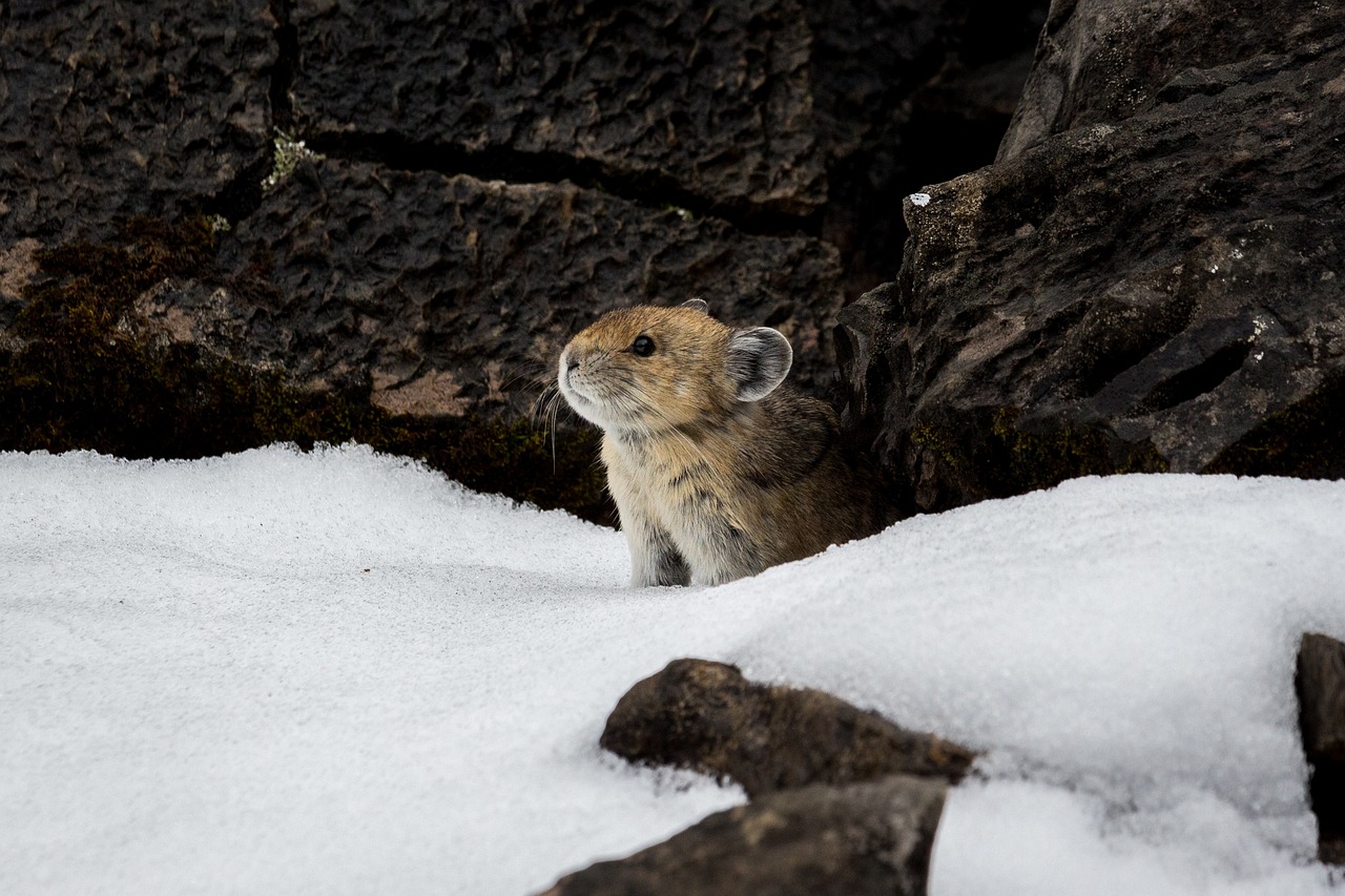pika