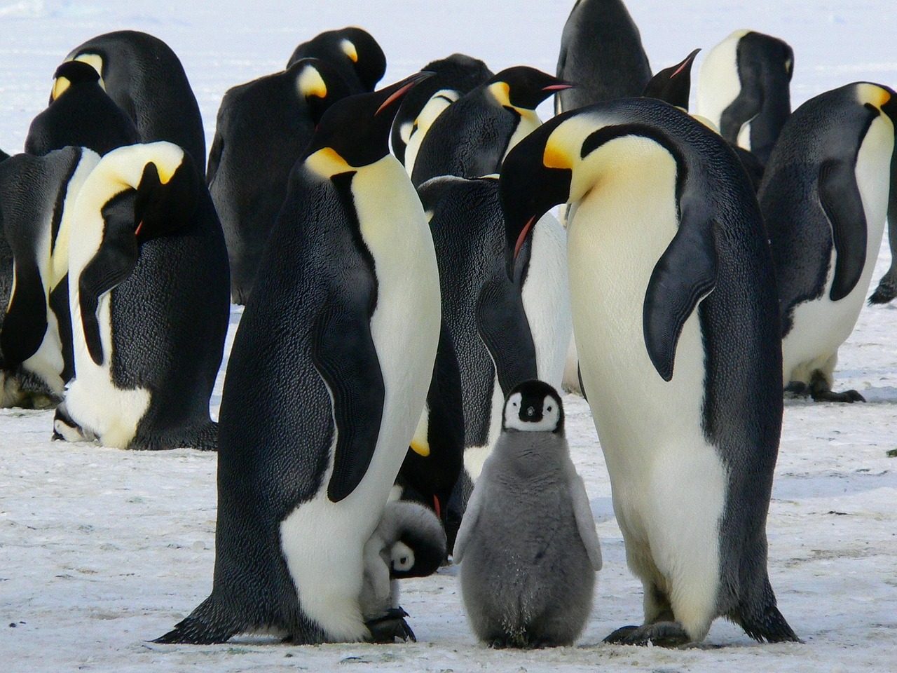 pinguino 3