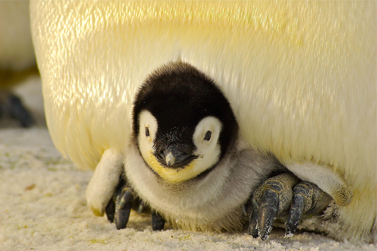 pinguino
