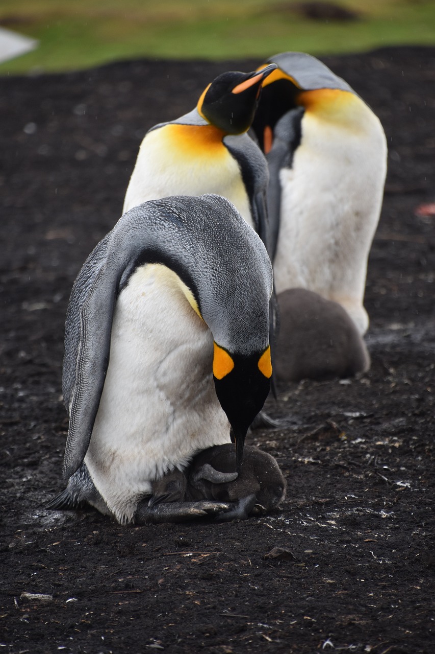 pinguino reale 2