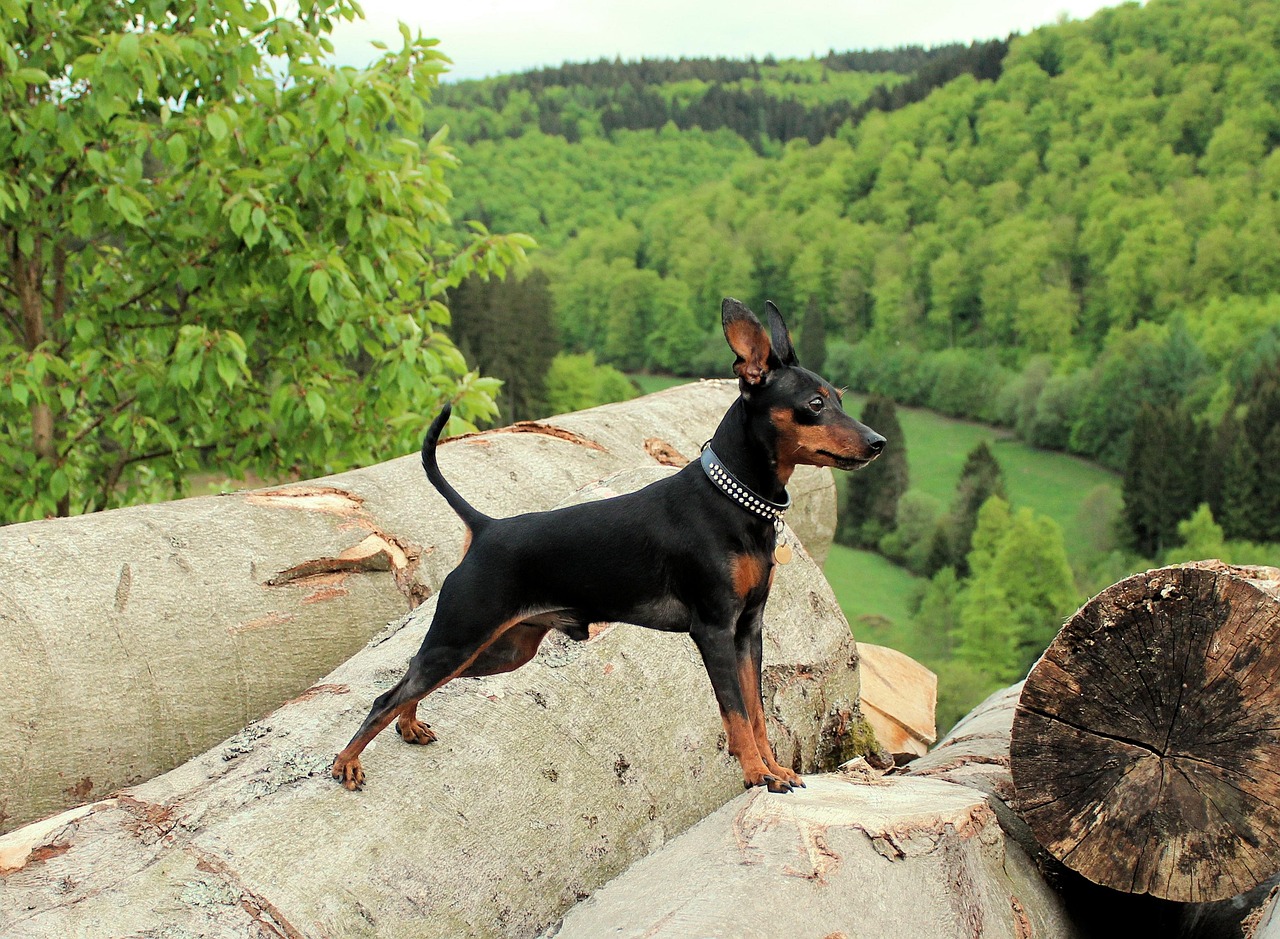 pinscher 3