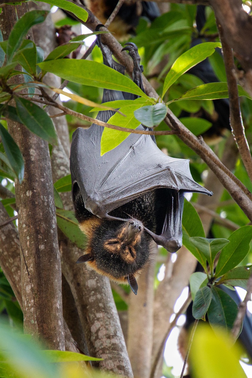 pipistrello della frutta