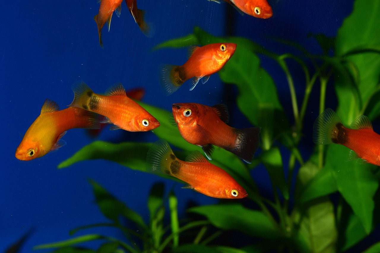 platy