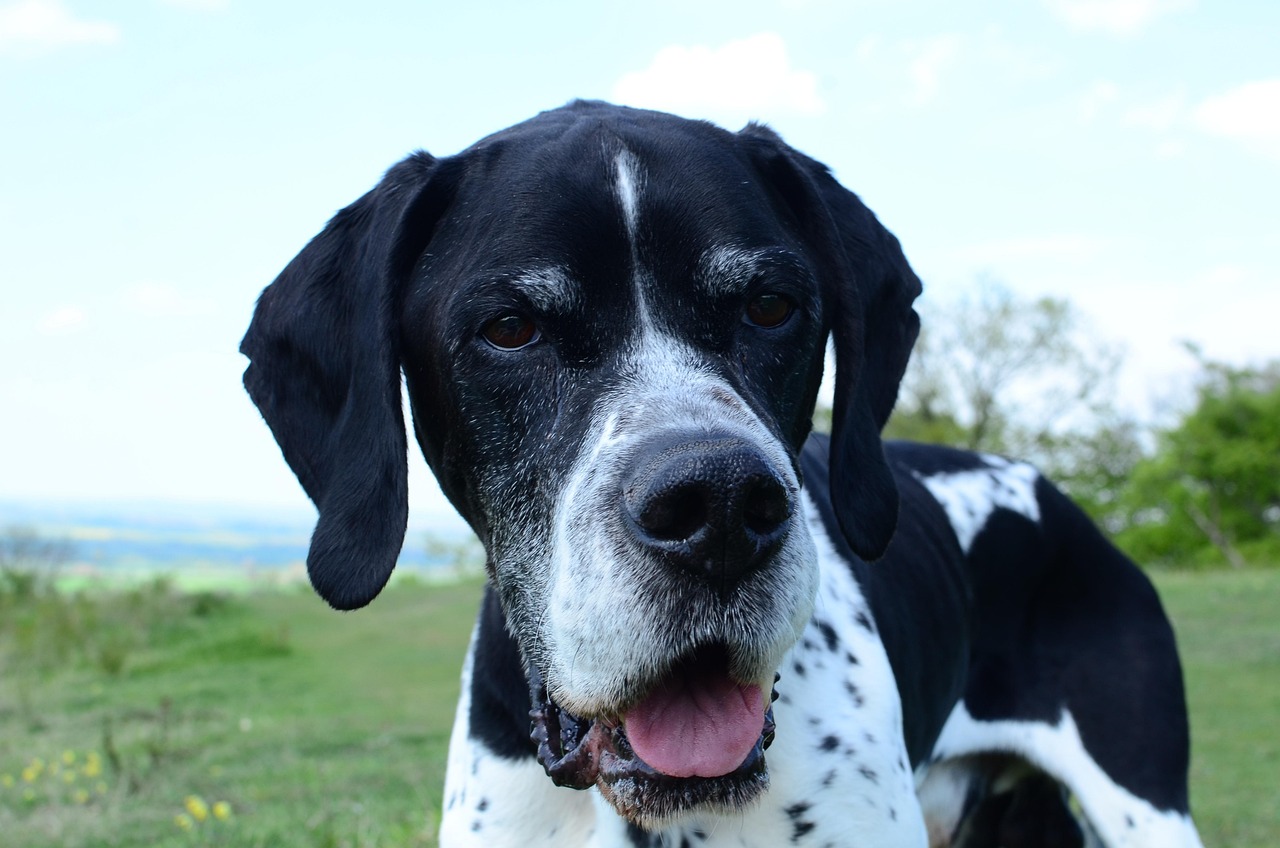 pointer inglese