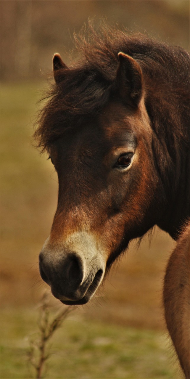 pony exmoor 2