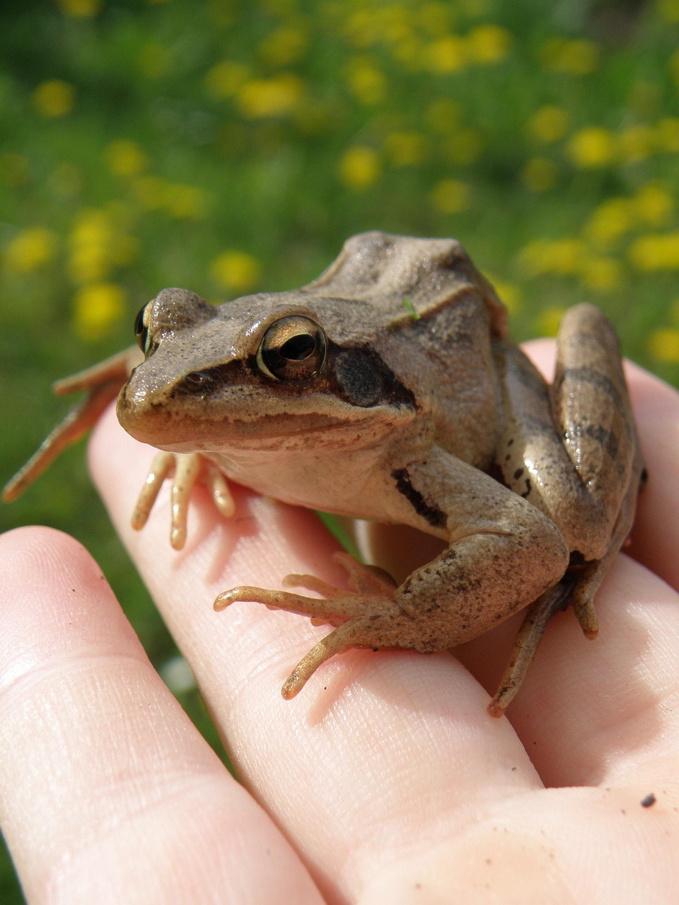rana dalmatina