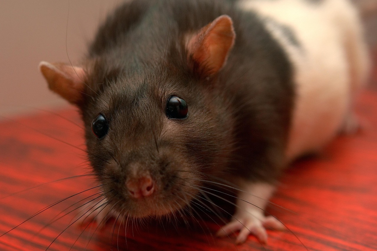 ratto domestico 3