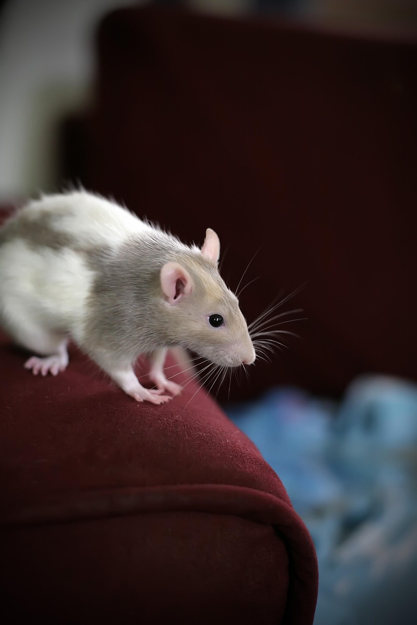 ratto domestico