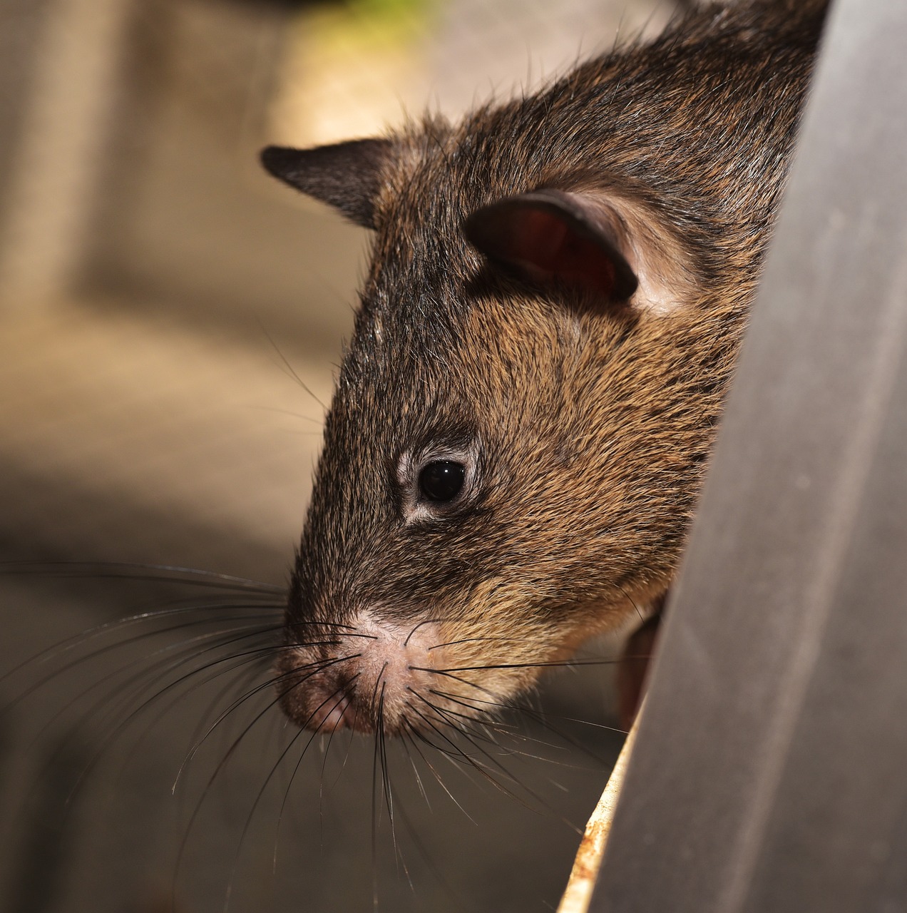 ratto gigante africano 2