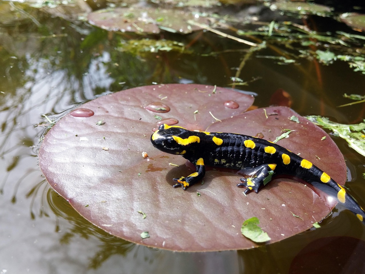 salamandra 3