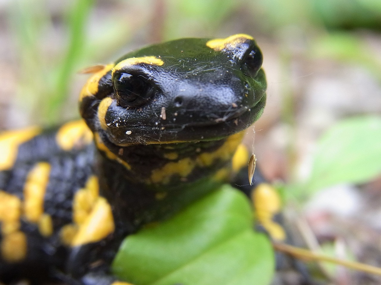salamandra