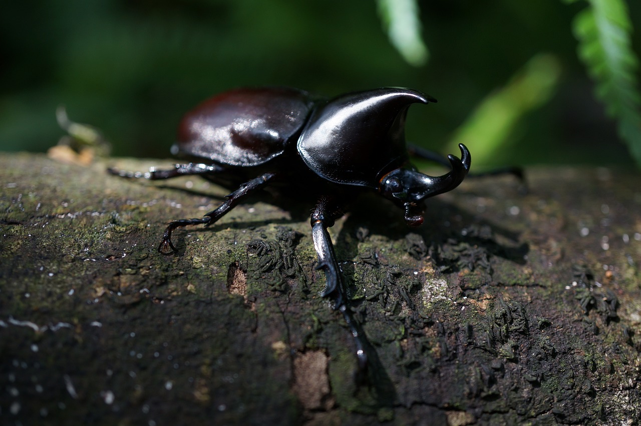 scarabeo rinoceronte 2