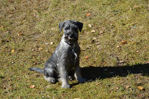schnauzer medio