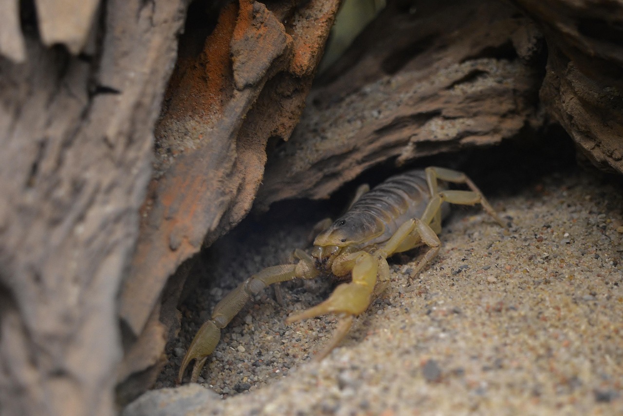 scorpione del deserto