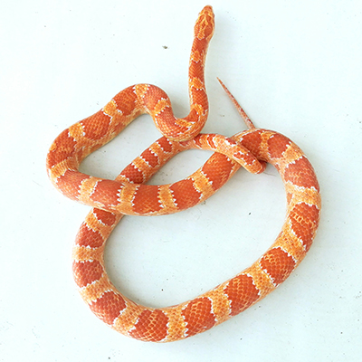 serpente del grano 2