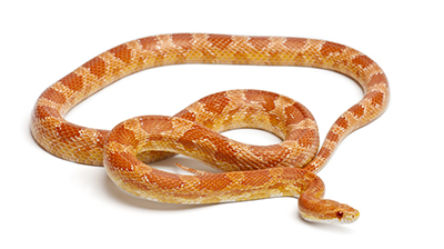 serpente del grano 3