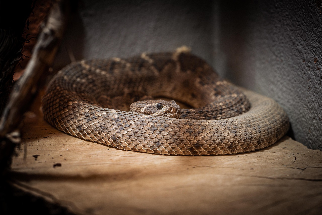serpente a sonagli 2