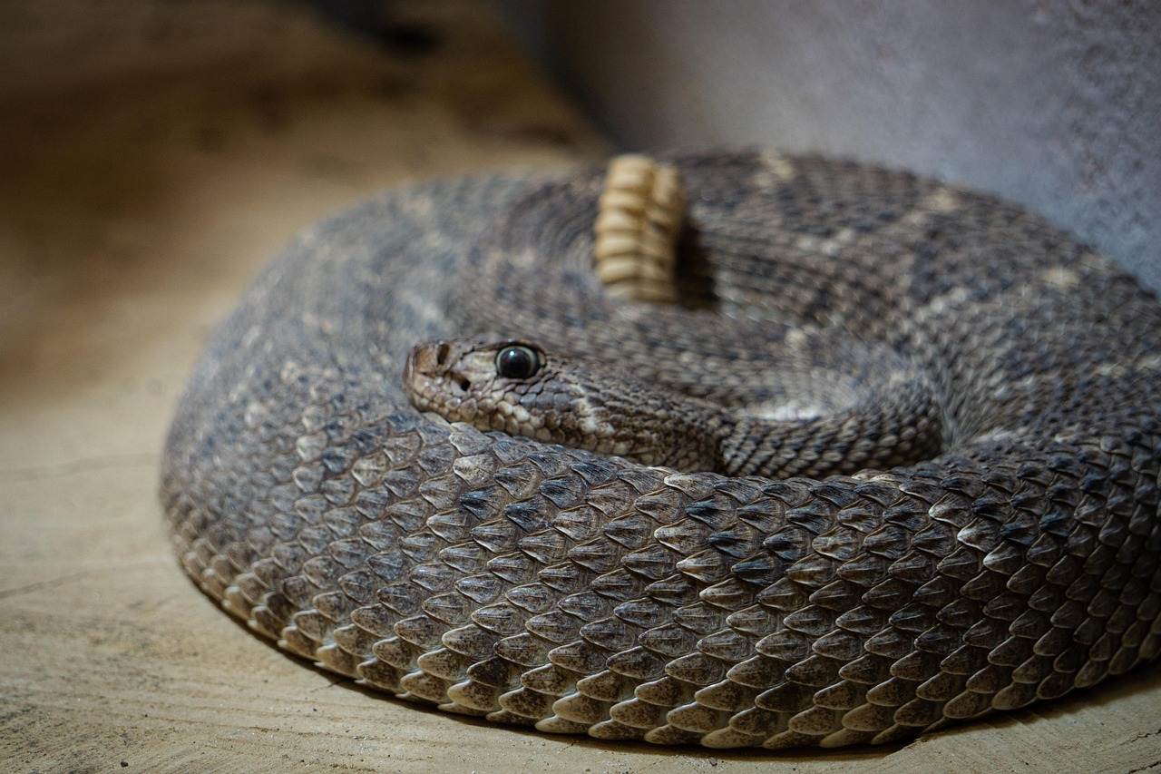 serpente a sonagli 3