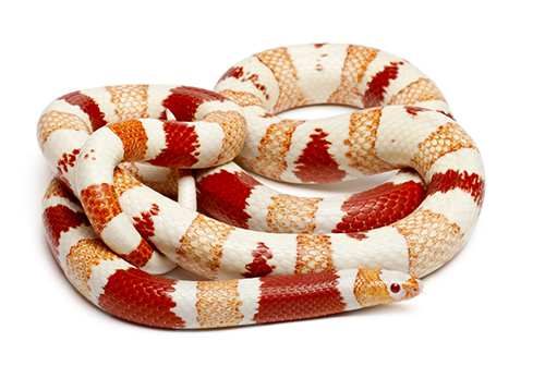 serpente del latte 3