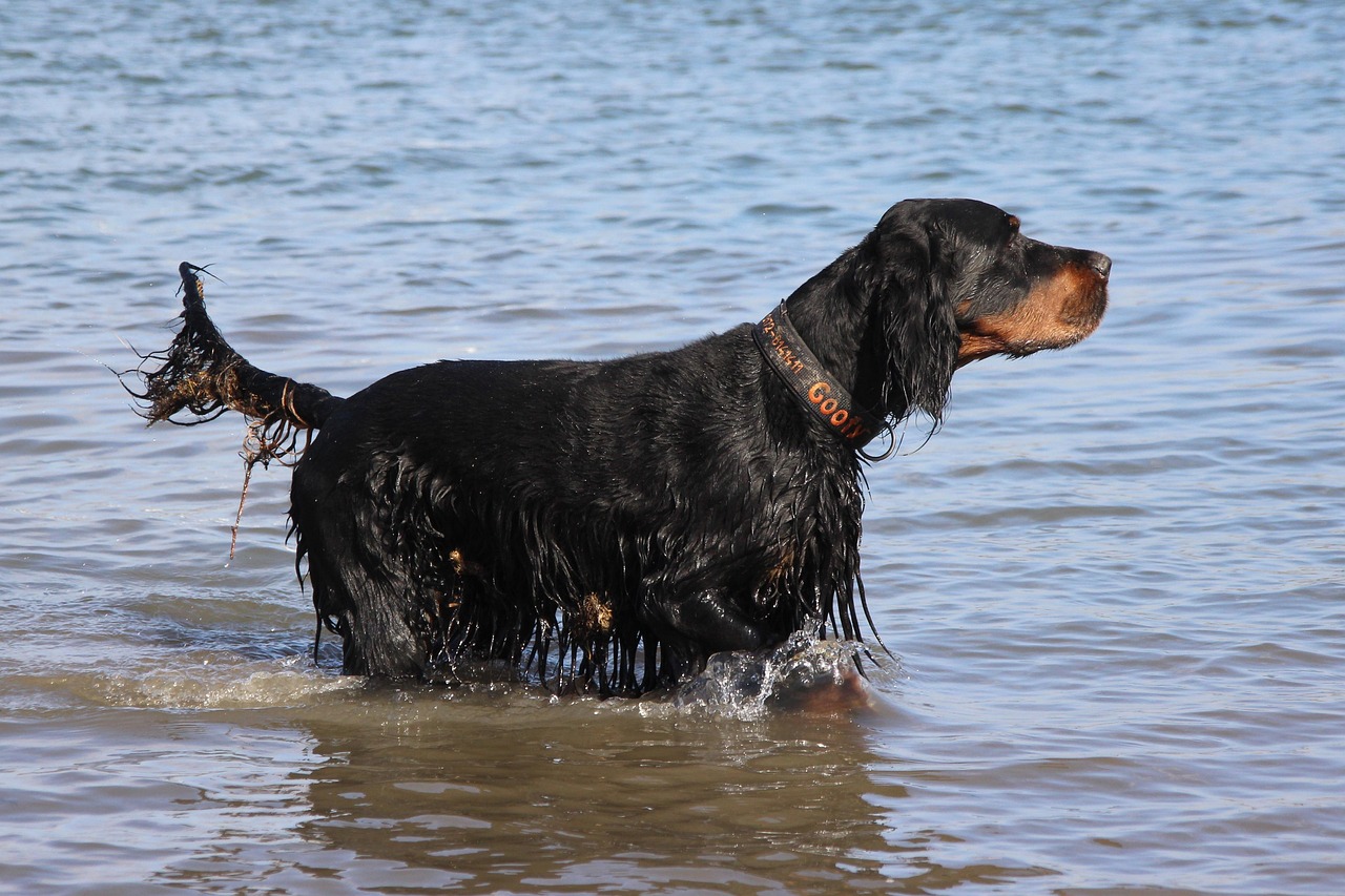 setter gordon 3