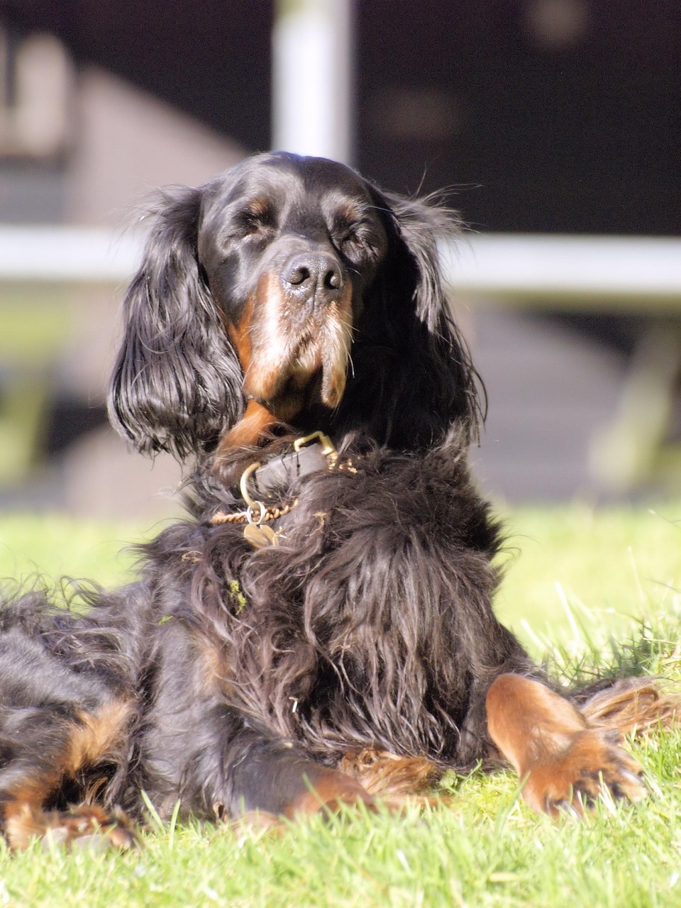 setter gordon