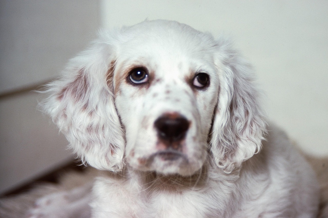 setter inglese