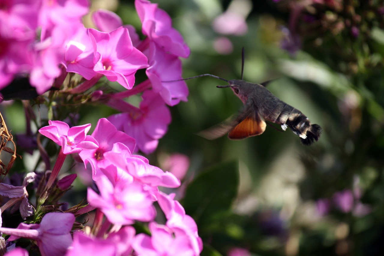 sfinge colibrì 2