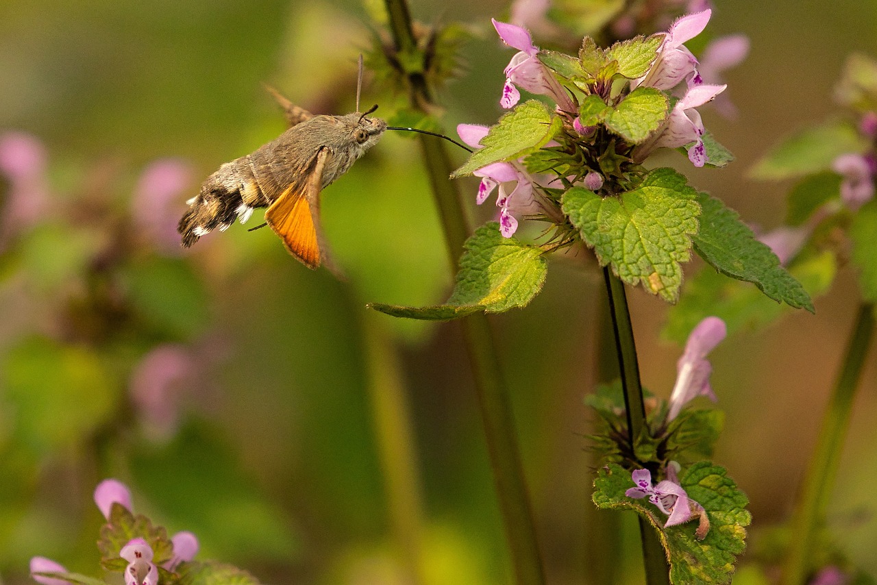 sfinge colibrì 3