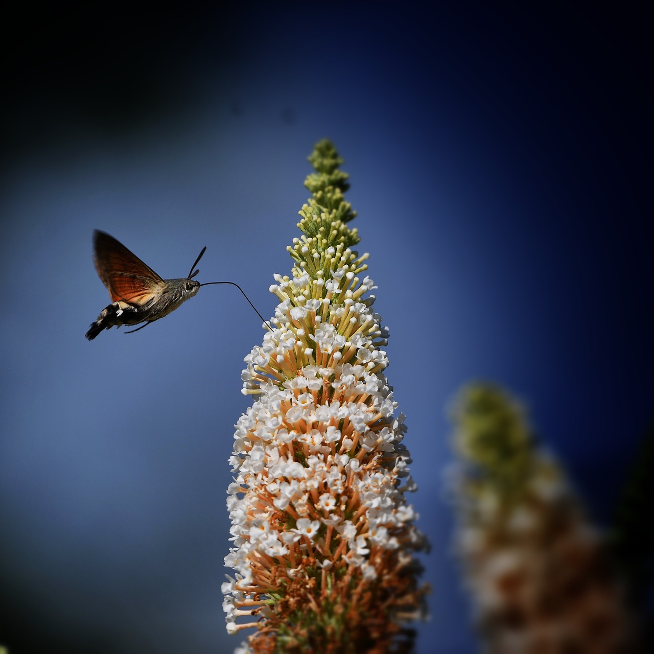 sfinge colibrì