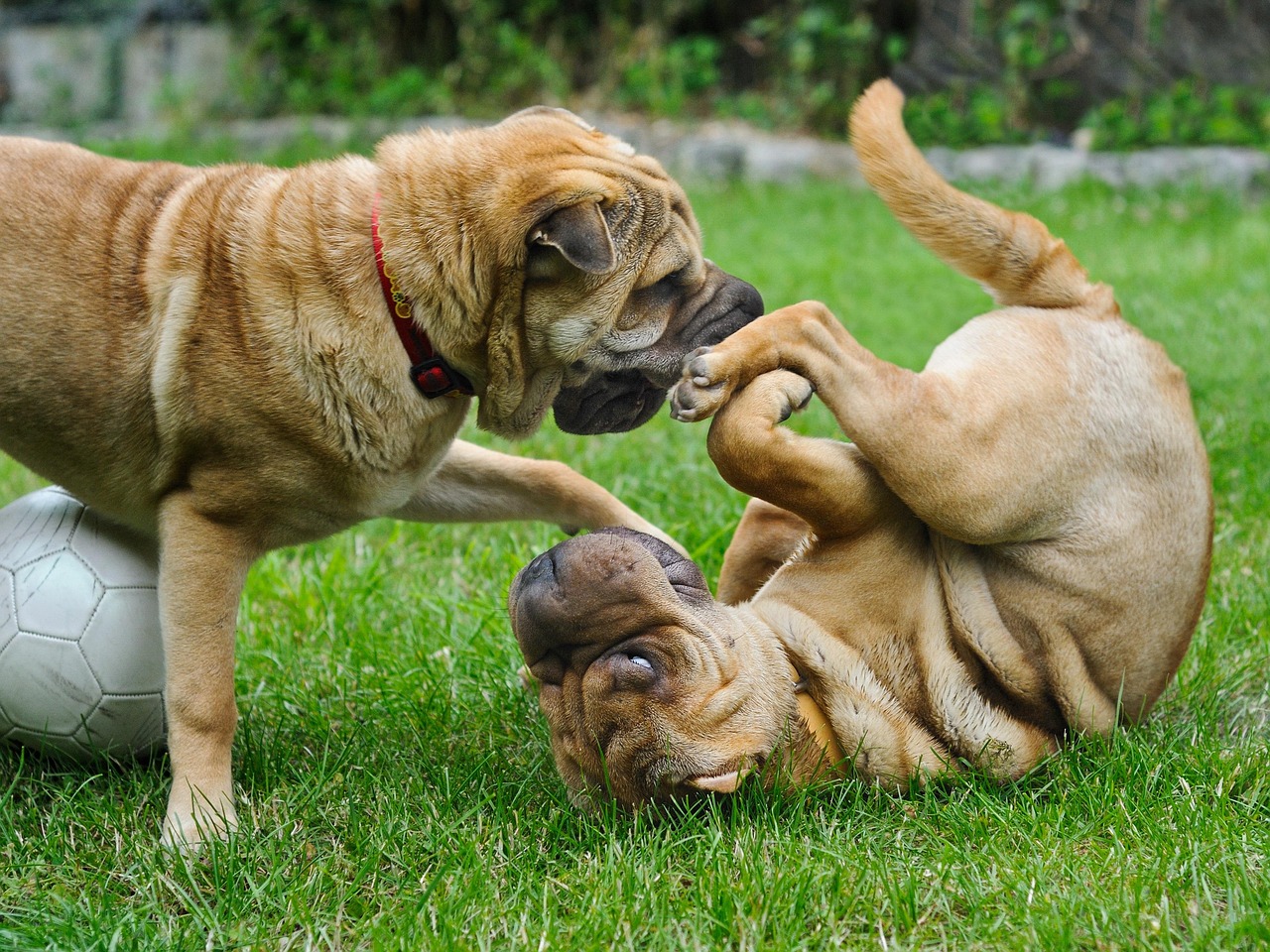 shar pei 3