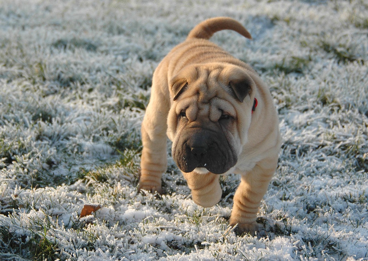 shar pei