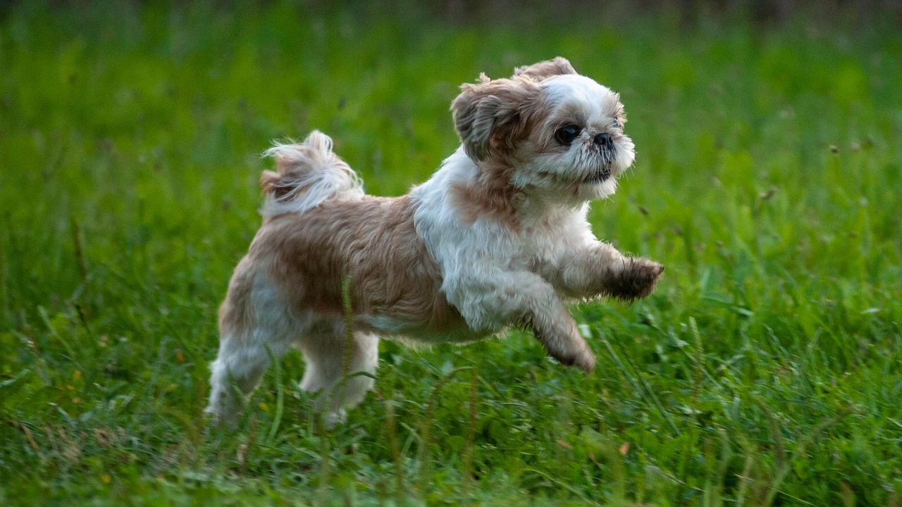 shih tzu 2