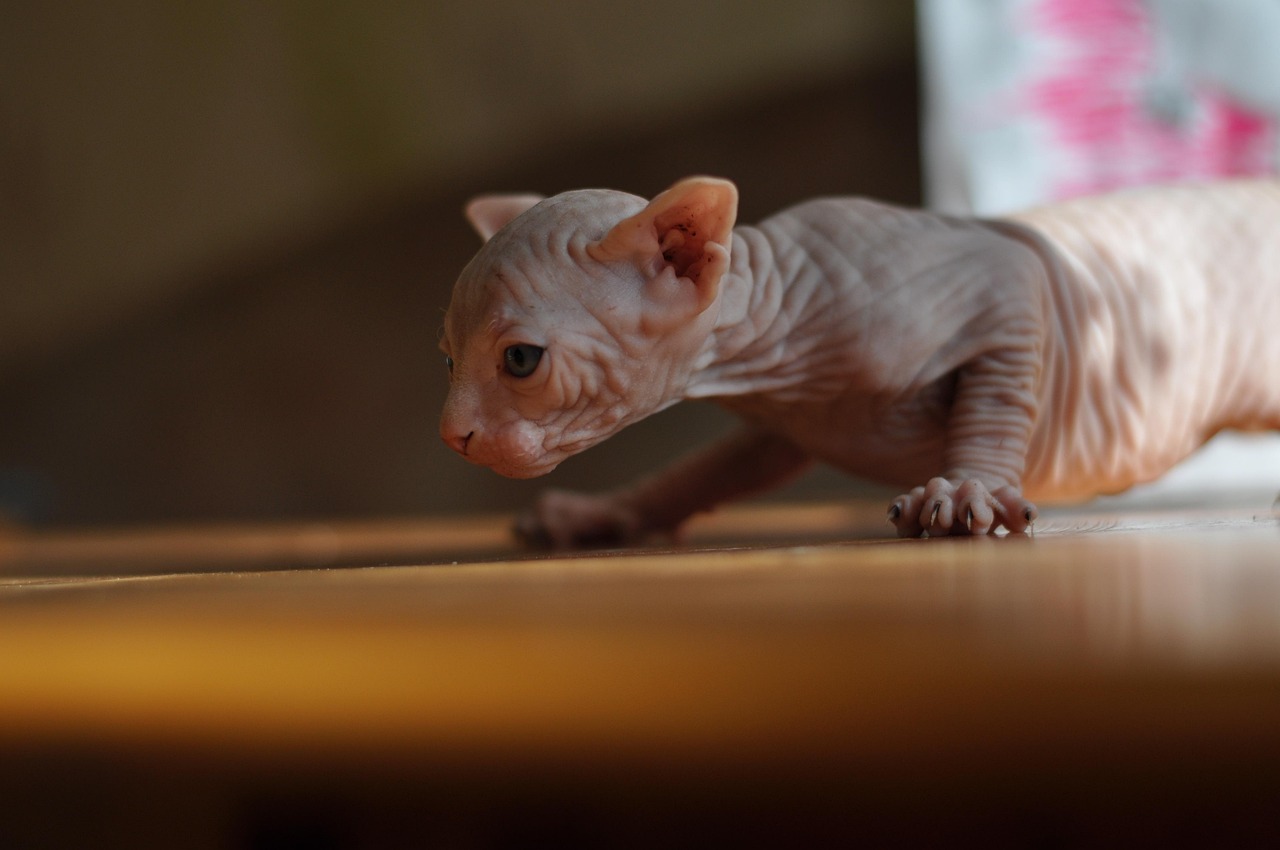 sphynx 3
