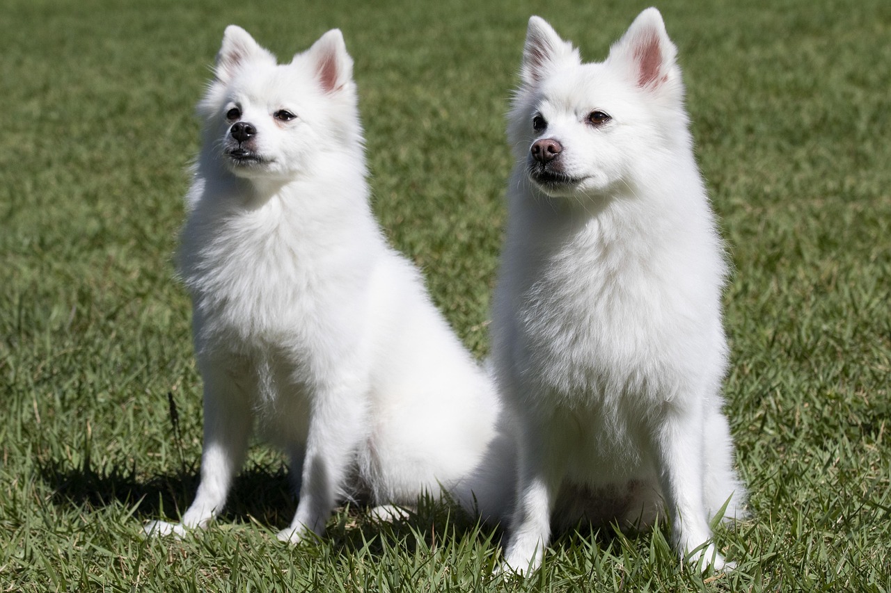 spitz giapponese 2