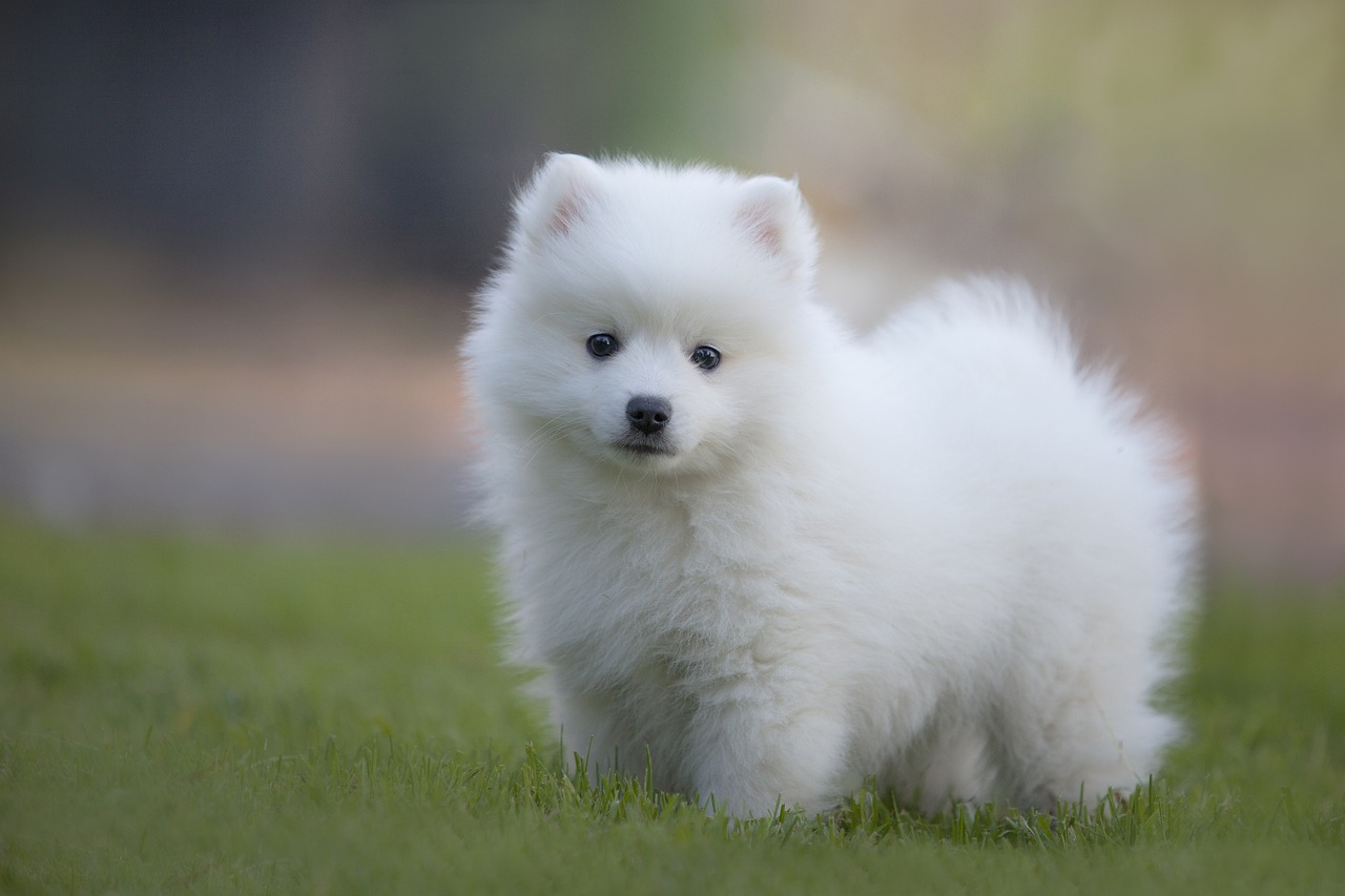 spitz giapponese 3
